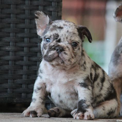 Bully Heights - French Bulldog Puppies For Sale - Born on 02/14/2020