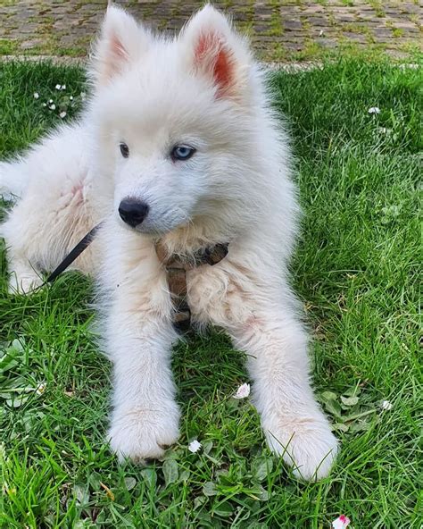 Husky Samoyed Mix : is a friendly, loyal, and energetic dogs I Petibble