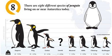 Entirely New Penguin Species Discovered in Antarctica! – ReQuest2021