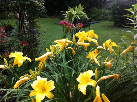 Yellow daylilies. | Plants, Daylilies, Garden