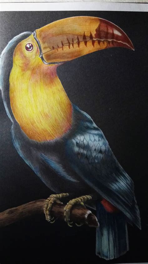 Toucan by Mariaan Roets | Realistic animal drawings, Colored pencil ...
