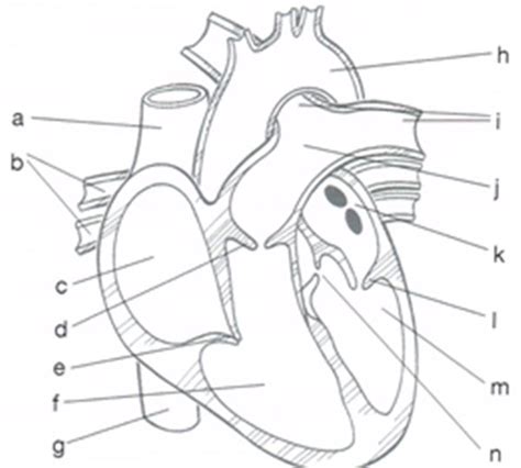 Unlabeled Heart Diagram Quiz