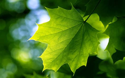 Green Leaf Wallpapers | HD Wallpapers | ID #9919