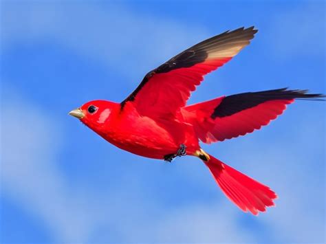 Premium AI Image | Scarlet Tanager sits on a branch in the forest and ...