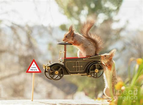 Red Squirrel Driving In An Car In The Air Photograph by Geert Weggen | Fine Art America