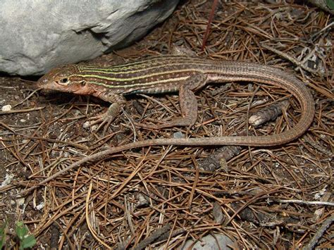 Texas Spotted Whiptail Facts and Pictures