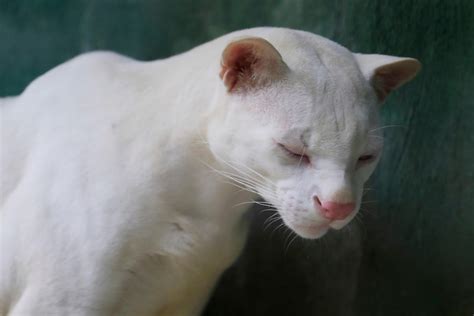 An albino ocelot is the first of its kind found in Colombia after being taken in as a kitten ...