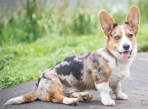 Learn About The Cardigan Welsh Corgi Dog Breed From A Trusted Veterinarian
