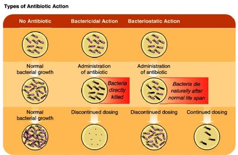 Basic Bacteriology: Antibiotics