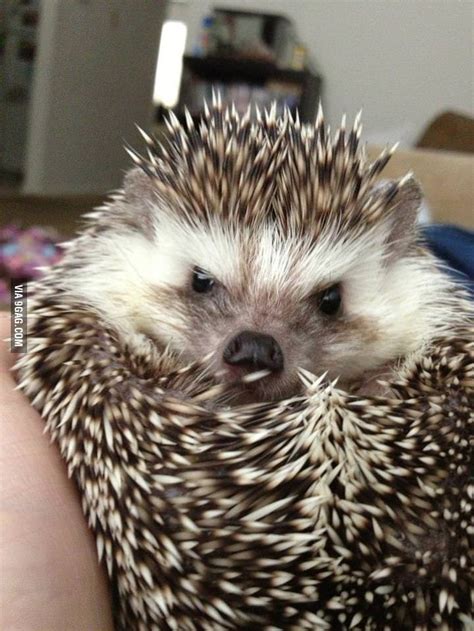 Angry hedgehog - 9GAG