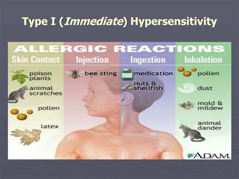 PPT - Cellular Immune Response & Hypersensitivity PowerPoint Presentation - ID:381974