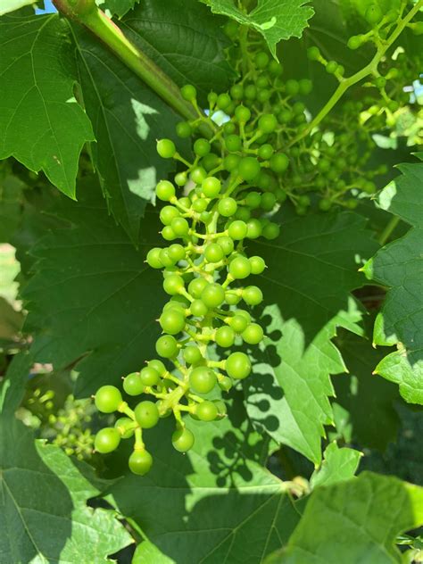 Grape Cultivar Developmental Stages: June 24, 2020 – Wisconsin Fruit