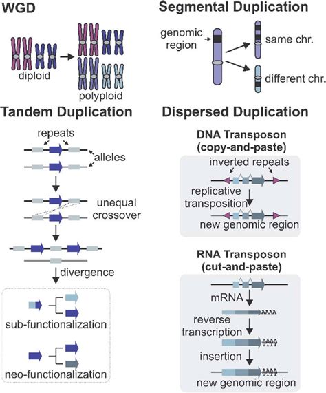 Mechanisms of gene duplications and genomic rearrangements. | Download ...