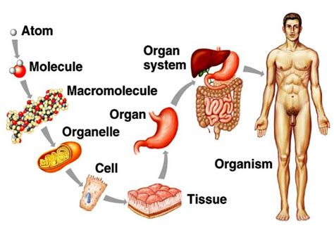 Levels of Organization - michelleburden