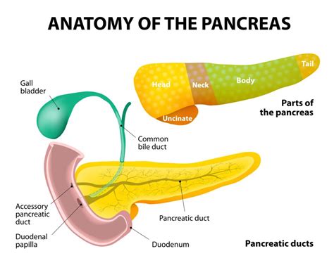 Pictures Of The Pancreas - Beating Pancreatitis