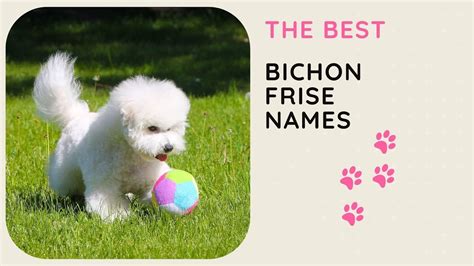 20 Best Bichon Frise Names for Male and Female Dogs 🐕 - YouTube