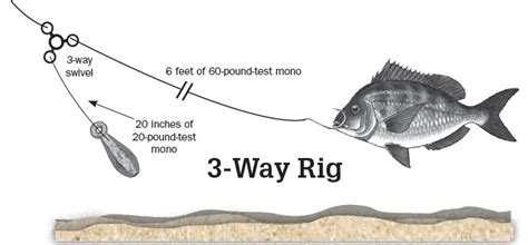 Striped Bass Bait Guide - On The Water