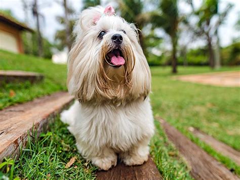 10 things about lhasa Apso | Lhasa apso dog breed information