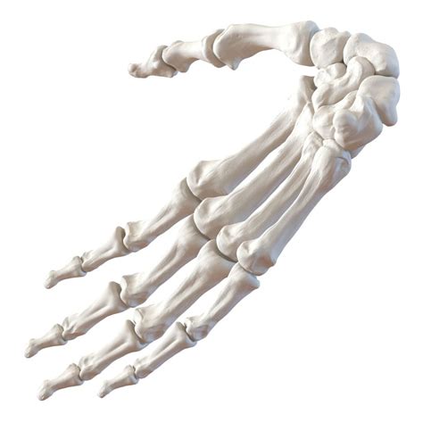 Human Hand Bones 3D Model $49 - .max .ma .obj .fbx .c4d .3ds - Free3D