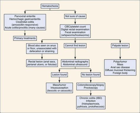 Dog hematemesis with other symptoms advice, please : VetTech