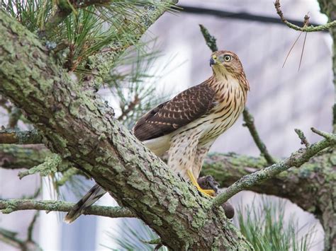 Juvenile Cooper's Hawks (Identification Guide with… | Birdfact