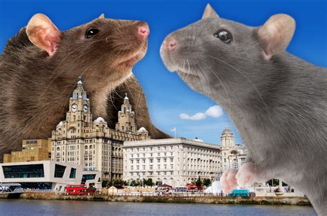 Giant rats terrify Liverpool residents: 'They've taken over'