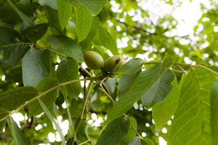 American Butternut Tree