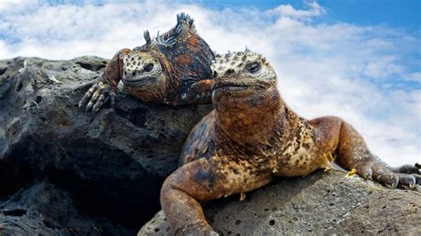 motivo Sudor Profesor biodiversidad de las islas galapagos Céntrico ...