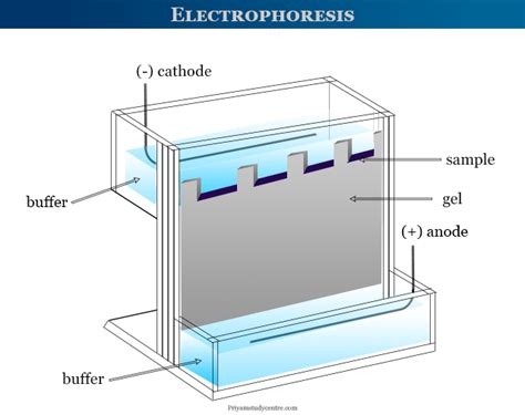 Electrophoresis - Gel, Machine, Test, Process, Principle