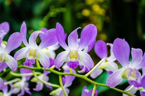 How Much Sunlight Does an Orchid Need? It Depends!