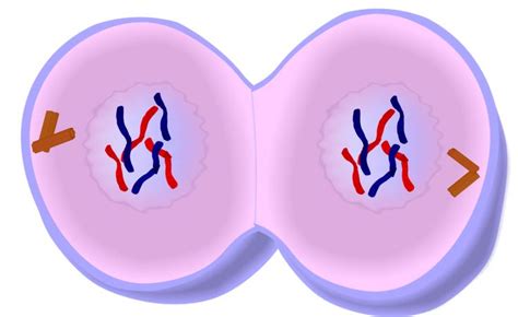 Telophase(mitosis): The fourth and last stage of mitosis. During this ...