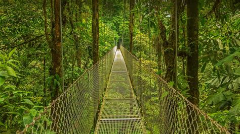 Bing HD Wallpaper May 26, 2022: Monteverde Cloud Forest Reserve in Costa Rica - Bing Wallpaper ...