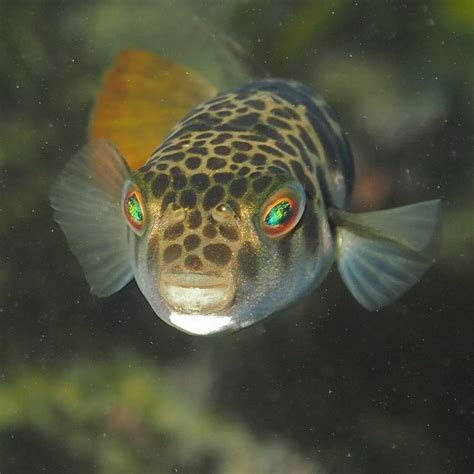 Smooth toadfish | Dangerous animals in australia, Deadly animals in australia, Australia animals