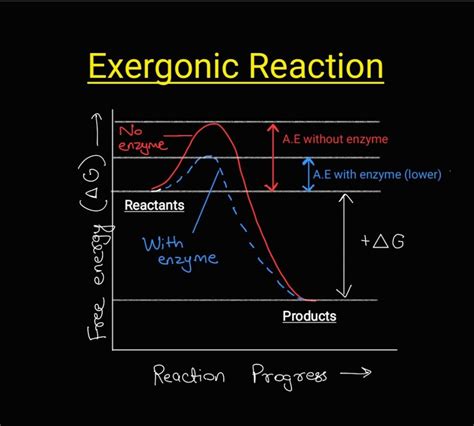 [Solved] Q1- illustrate an exergonic reaction graph on your graph... | Course Hero