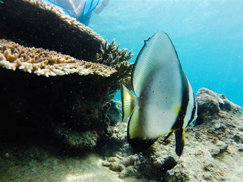 Snorkeling in Malaysia, Perhentian Islands - Sommertage