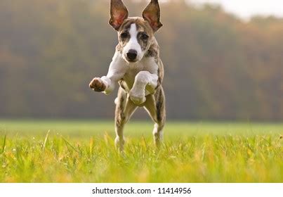 Puppy Playing Stock Photo 11414956 | Shutterstock