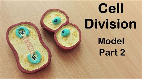 how to make Cell Division Model | Part 2 | 3d thermocol/Styrofoam carving - YouTube