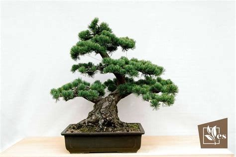 14 Awesome Japanese House Plants: Indoor Gardening Tips - Evergreen Seeds