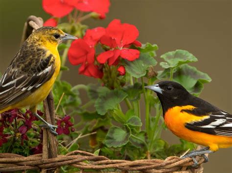 Female Baltimore Orioles (Male vs Female Identification) | Birdfact