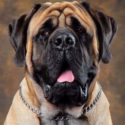 Old English Mastiff