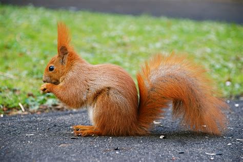 File:Squirrel by mareckr.jpg - Wikipedia