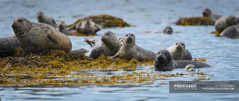 Harbour seal swimming on water — daytime, nature - Stock Photo | #167564064