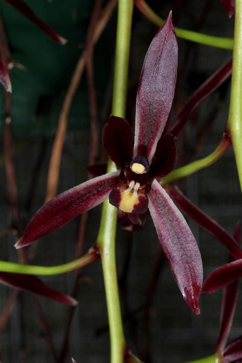 Cymbidium dayanum 2020-05-01 02 | Exotic orchids, Cymbidium orchids, Orchids