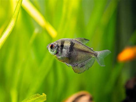 Black Skirt Tetra - Tank Size, Behavior, Compatibility & More | Hepper