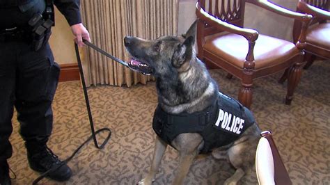 K9 cops get new protective gear - YouTube