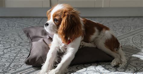 Cavalier King Charles Spaniel Puppies: The Royal Charms of the Canine ...