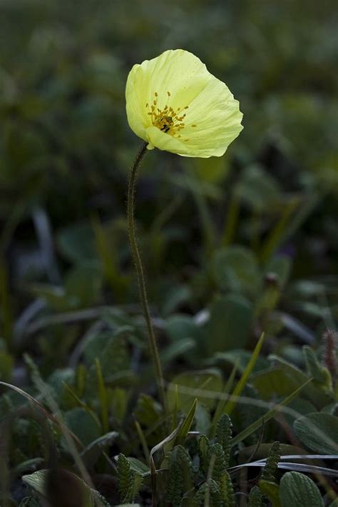 Arctic Poppy | Plants, Planting flowers, Poppies