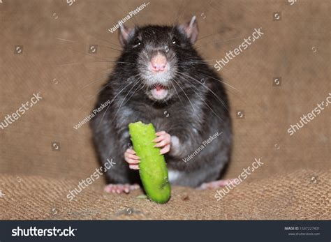 Funny Rat Eating Little Cucumber Funny Stock Photo 1537227401 | Shutterstock