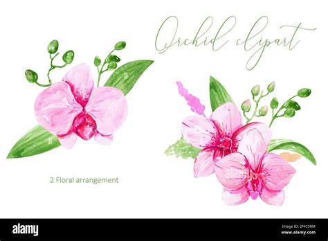 Pink Orchid clipart. Watercolor hand-painted tropical flower for Greeting Cards, Invitation ...