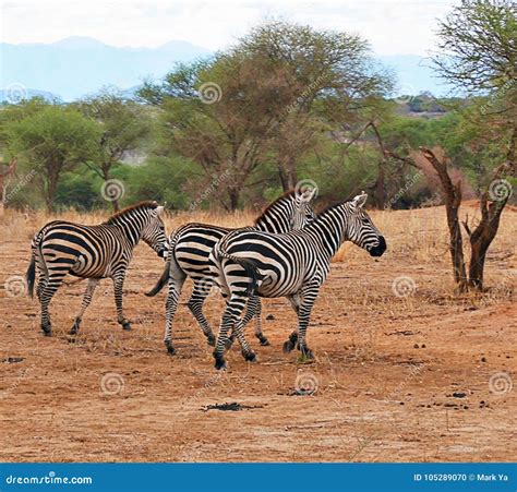 Zebra In Africa Safari Tarangiri-Ngorongoro Stock Photography | CartoonDealer.com #105289070